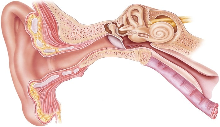 علت سرگیجه چیست | مشکلات گوش میانی